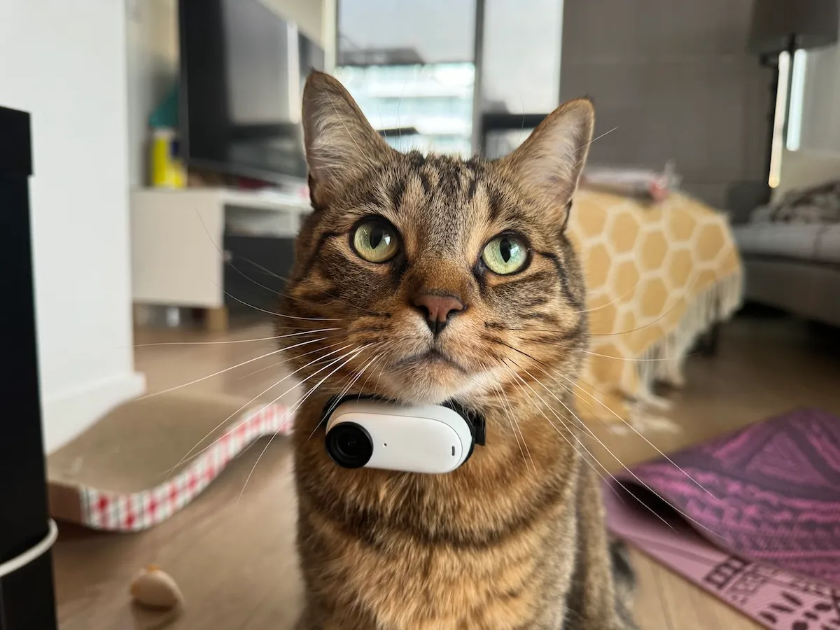 Tabby cat wearing a PetPOV camera at home