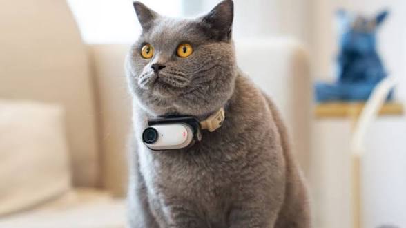 Grey cat wearing a PetPOV camera on the sofa
