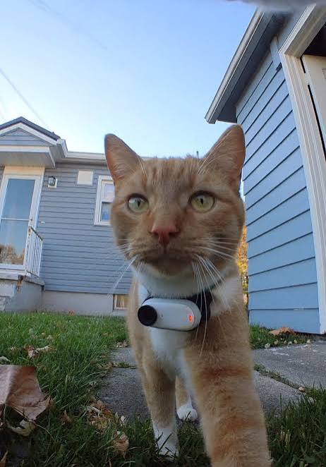 Ginger cat wearing a PetPOV camera outdoors