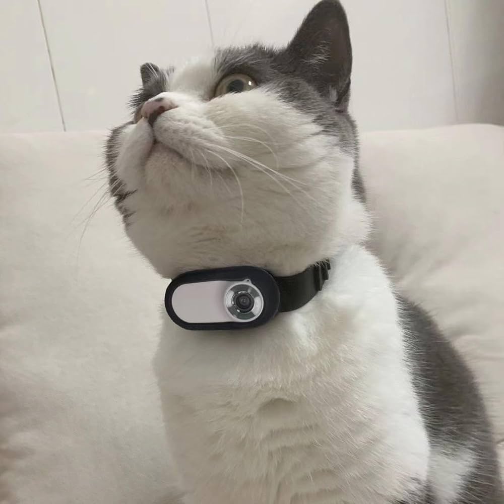 Grey and white cat wearing a PetPOV camera