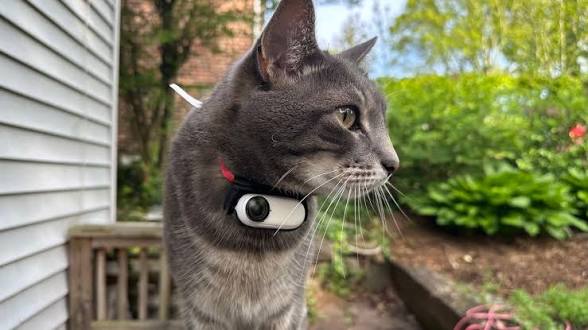 Grey cat wearing a PetPOV camera in the garden