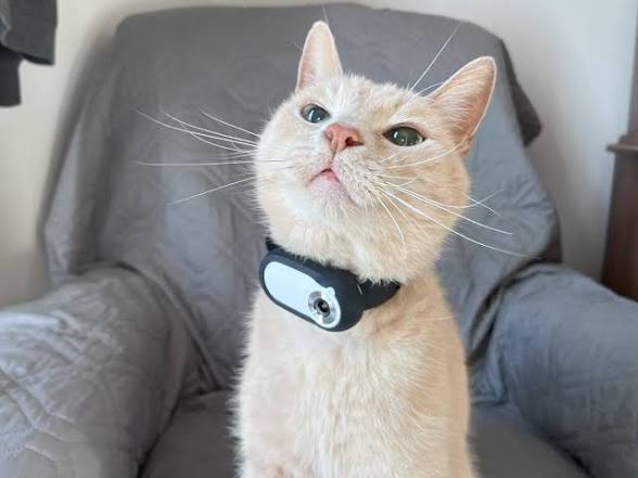 Cream cat wearing a PetPOV camera on an armchair